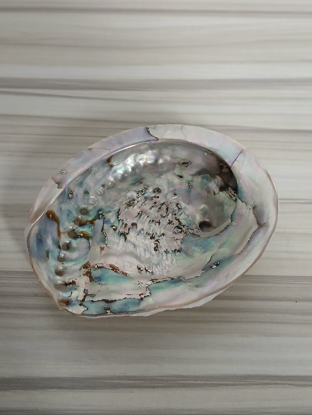 Genuine Abalone Shell - Picture 5 of 13